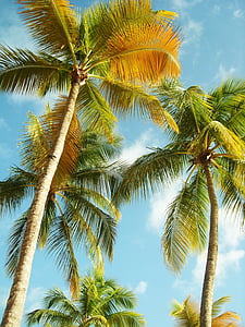 palm trees, guadeloupe, beach, blue sky, caribbean, coconut, green