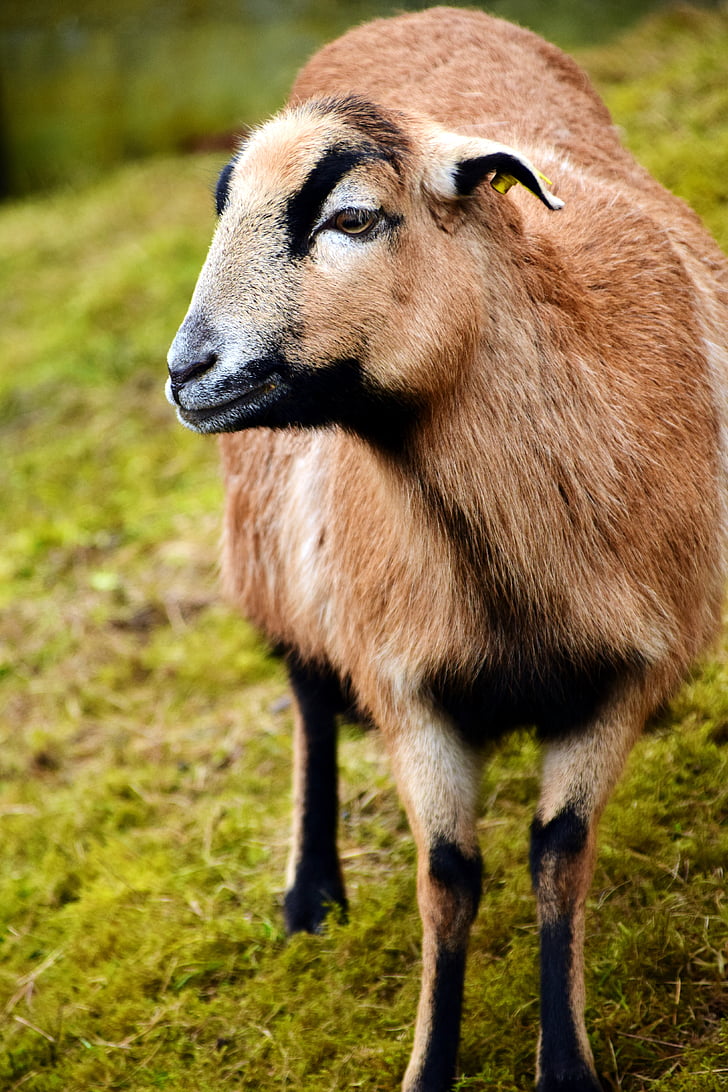 avių, rudos spalvos, rudos avys, ganyklos, žinduolis, gyvulių, gyvūnų