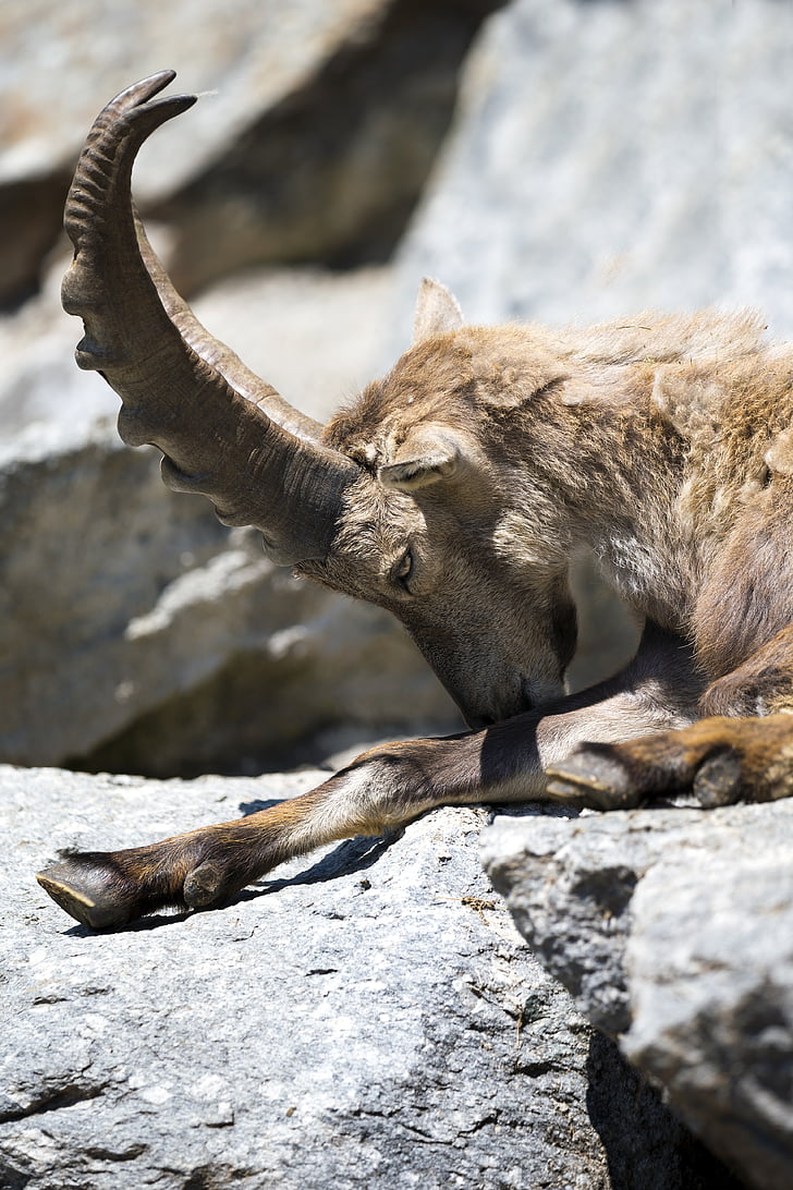 european gemse falling asleep, relaxed position, large antler horn, fur coat