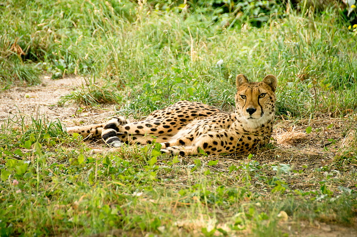 Africa, Kenya, Safari, natura, vacanta, Parcul Naţional, animale