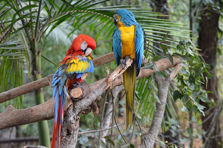 australia zoo, macaws, bright, colorful, colourful
