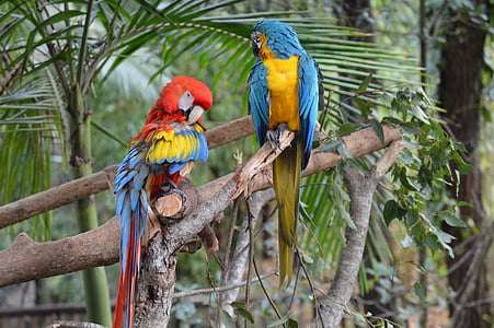 Australijos zoologijos sode, papūgos, šviesus, spalvinga, spalvinga