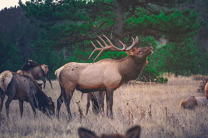 elk, deer, animal, wildlife, woods, forest, grass
