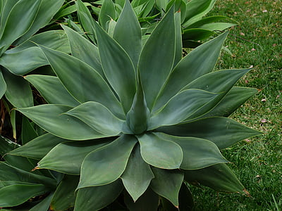 dragon tree-agave, leaves, plant, green, agave attenuata, agave, agavengewächs