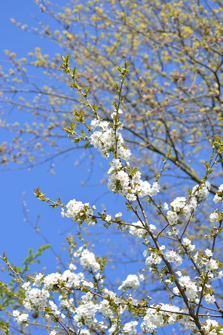 våren, Bloom, blommor, träd, vit, naturen