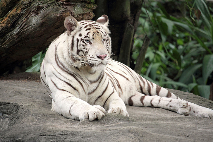 tigre branco, animal, besta, predador, fauna, raro, Tigre