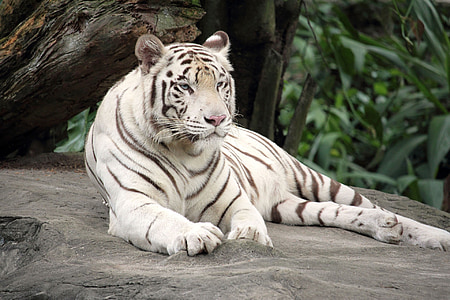 hvit tiger, dyr, dyret, rovdyr, fauna, sjeldne, Tiger