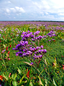 Bãi biển lilac, muối meadow, tôi à?, đảo, Amrum, bờ biển, Bắc Hải