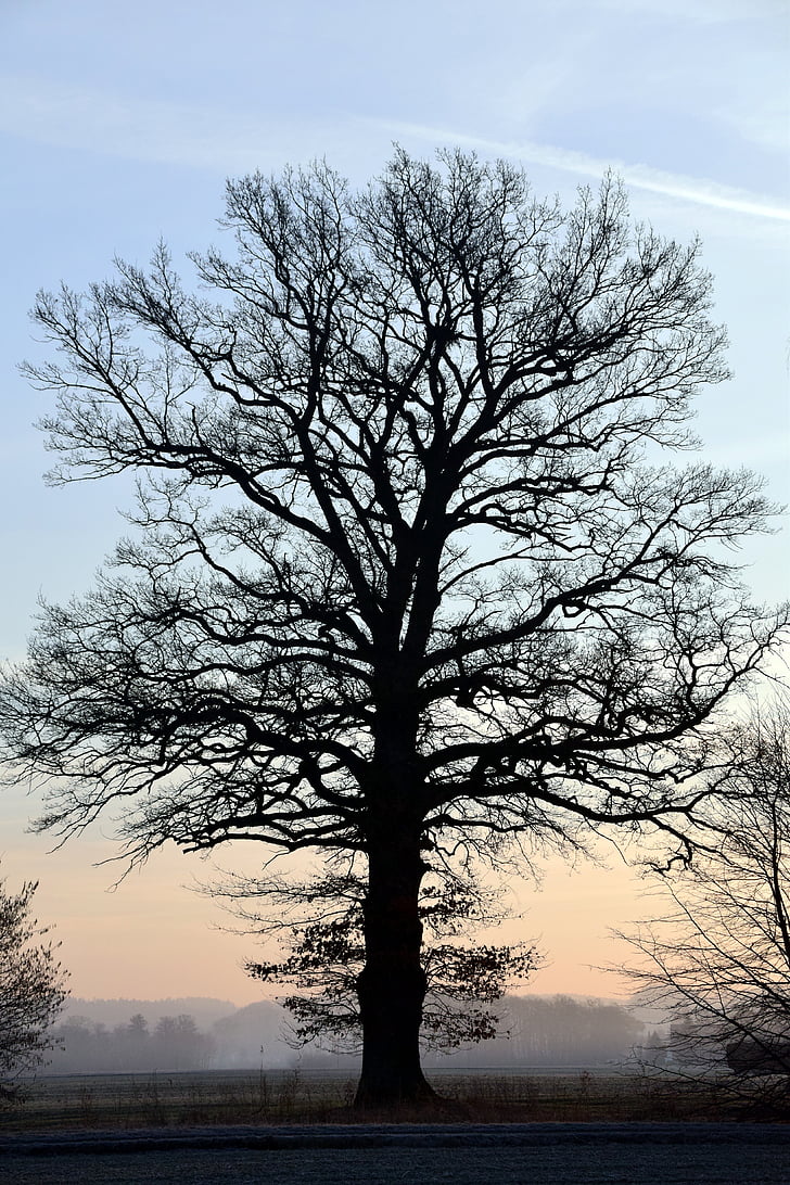 árvore, Kahl, árvore nua, Inverno, nascer do sol, céu, natureza