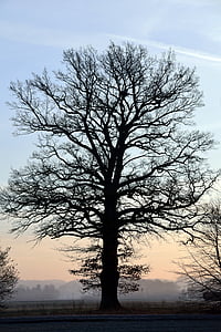 δέντρο, Kahl, δέντρο με γυμνά κλαδιά, Χειμώνας, Ανατολή ηλίου, ουρανός, φύση