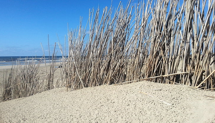 duny, pláž, Já?, léto, Severní moře, písek, Dune grass