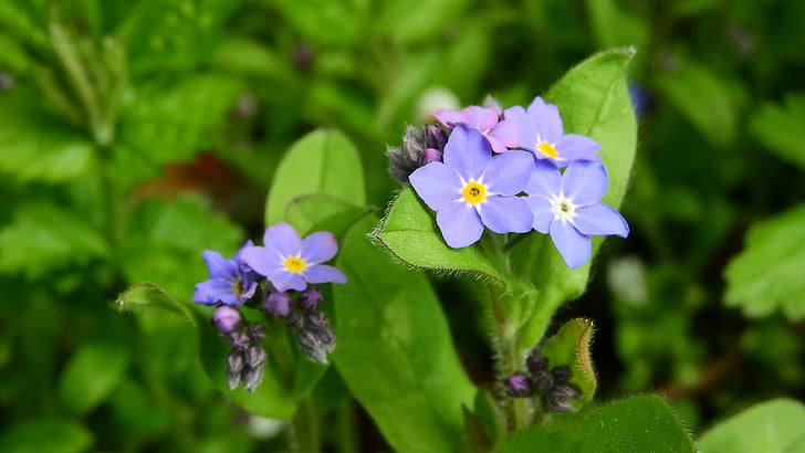 Forget-me-not bos, Myosotis sylvatica, Forget-me-not, Vernal, blauwe bloemen, paarse bloemen, lente aspect