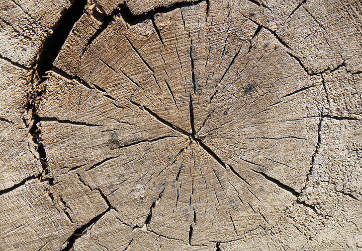 lesa, stari, prečni prerez, obroči, odrezani, narave, ozadje