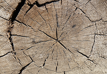 木材, 古い, 断面, リング, 切断します。, 自然, バック グラウンド