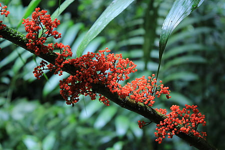 джунгли, Коста-Рика, завод, Центральная Америка, экзотические, тропический, цветок