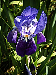 Lily, ungu, bidang, liar, bunga, alam, bunga