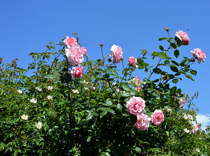 slējās, rozā, rozā roze, rožu ziedu, ziedi, zieds, Bloom