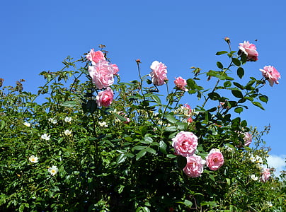 naik, merah muda, Pink rose, mawar mekar, bunga, Blossom, mekar