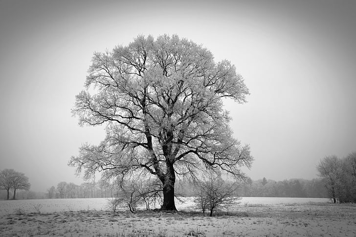 pozimi, drevo, winterbaum, zimski, hladno, Frost, slana