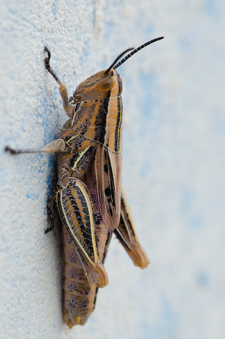 paret, fotografia de la natura, insecte, tancar, Sud-àfrica, macro