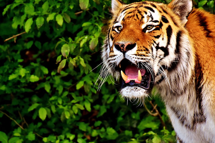 τίγρης, αρπακτικό, γούνα, Όμορφο, επικίνδυνες, γάτα, φωτογραφία άγριας φύσης