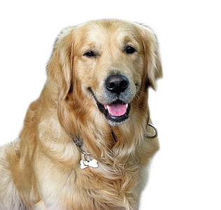 dog, golden, retriever, animal, canine, pet, breed