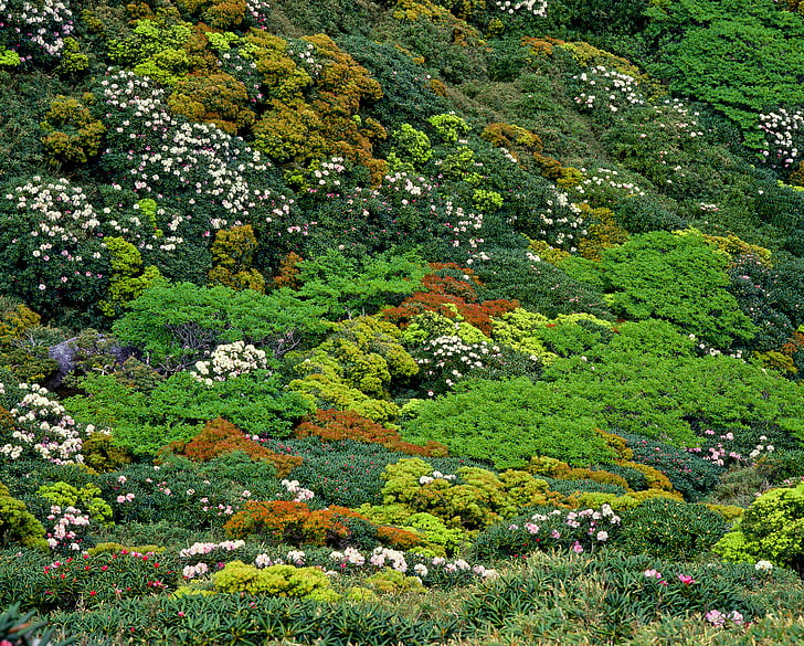 vegetation, Yakushima highland, Yak Rhododendron, juni, World heritage region, Japan, grøn farve