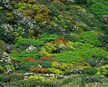 veģetācija, Yakushima augstiene, Yak rododendri, jūnijs, pasaules mantojuma reģions, Japāna, zaļā krāsa