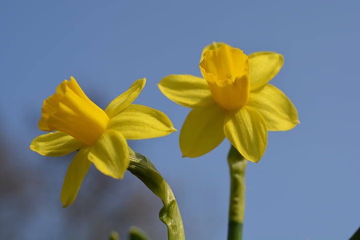 bunga kuning, Cantik, mekar, Narcissus, Daffodil, bunga, Blossom