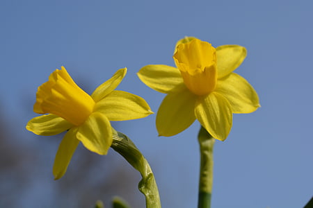 flor amarilla, hermosa, floración, Narciso, Narciso, flor, flor