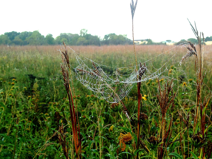 Spiderweb, rosy, Prairie, sieci Web, Pająk, mokra, wątek