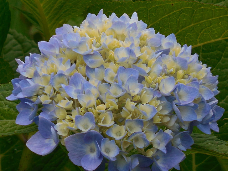 hortenzie, modrá, bílá, květ, léto, květ, Příroda