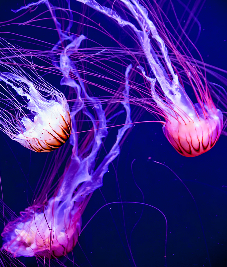 medusas, resplandor, acuática, pescado, acuario, fluorescente, tentáculos