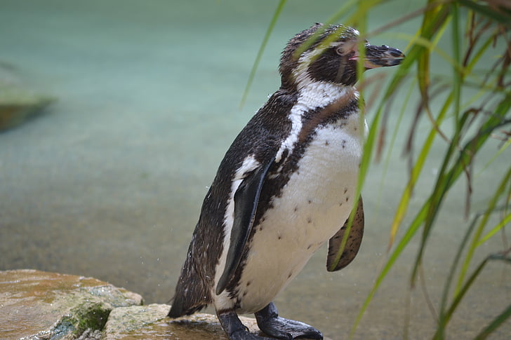 pingvin, Zoo, fräcka, liten, Söt, Tux