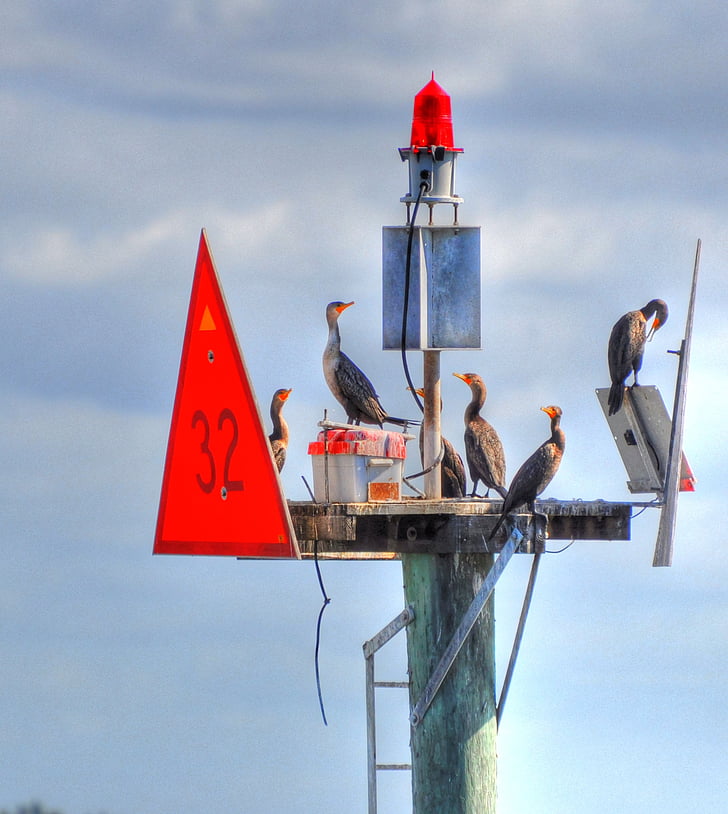 birds, buoys, animal, nature, ocean