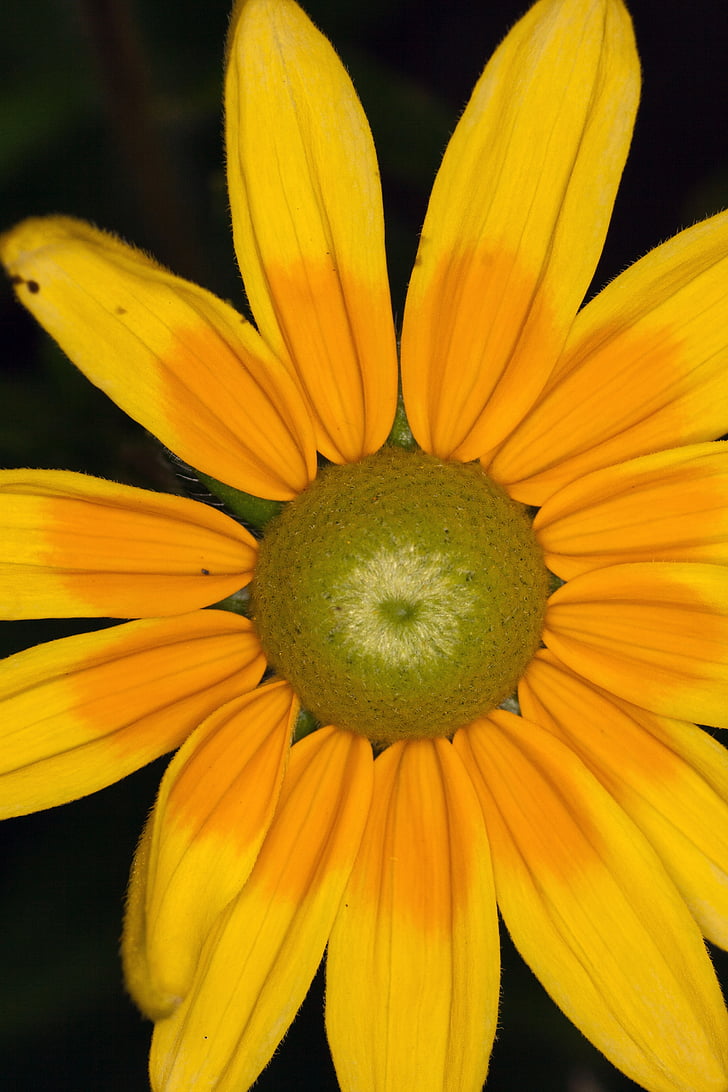 καπέλο ήλιο, Κίτρινο, λουλούδι, μακροεντολή