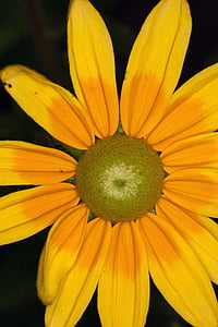 Kapelusz przeciwsłoneczny, żółty, kwiat, makro