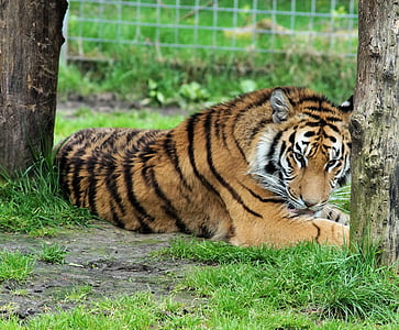 Tigre, Tigre de Bengala, Tigre del rey, India, gato, peligrosos elegante, colorido