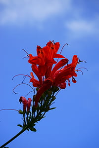 flor, floración, rojo, Bush, arbusto de hoja perenne, planta, Madreselva del cabo