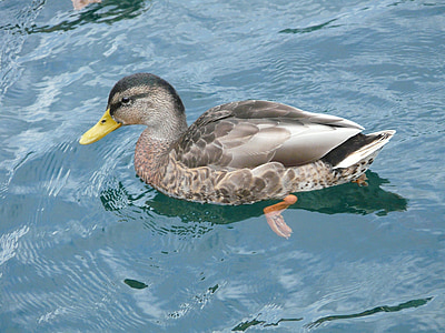 Duck, havnefronten, Wildlife, søen, vilde ænder, ved søen, Gråand