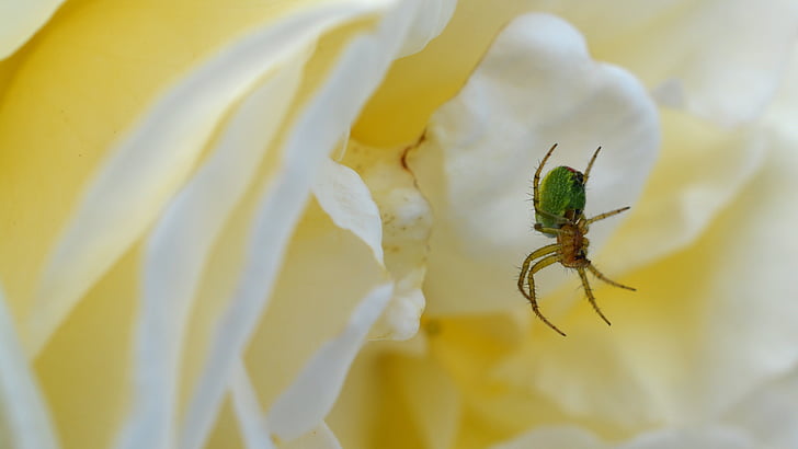 păianjen, a crescut, dovleac spider, insectă, floare, natura, verde