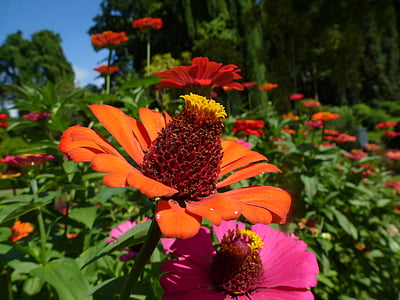 flower, orange, orange flowers, growth, orange color, freshness, petal