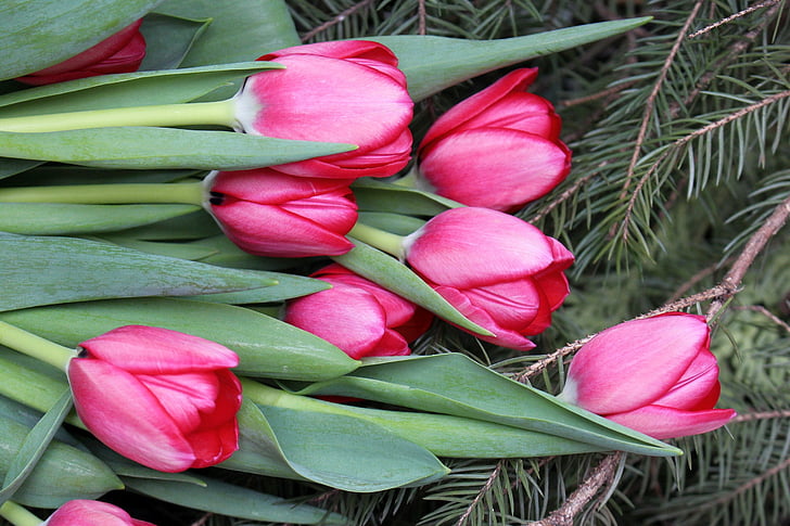 flowers, tulips, pink, posy, spring, nature, pink color