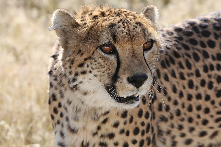 Gepard, Namibia, Natur, wildes Leben, Predator, Jagd, Afrika