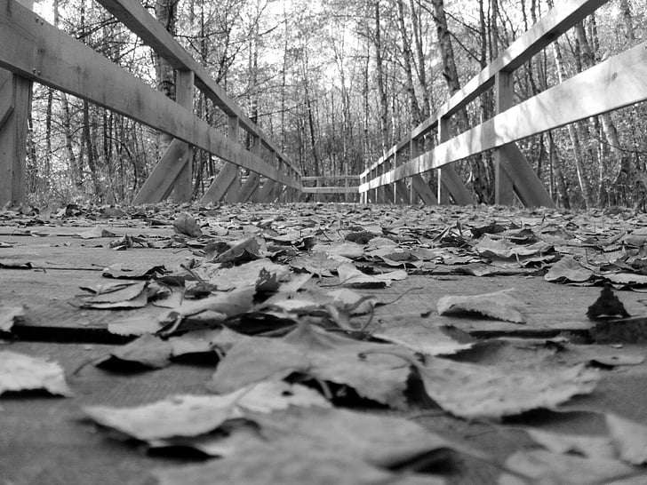 уеб, мост, природата, гора, дърво, Черно и бяло, листа