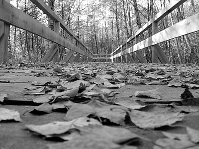 web, bridge, nature, forest, tree, black And White, leaf