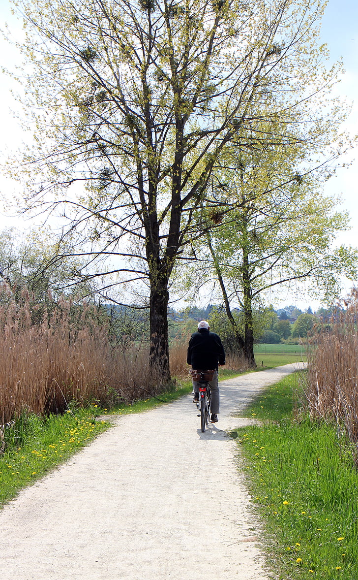 велоалея, велосипедисти, далеч, дърво, естетически, листа, Пролет