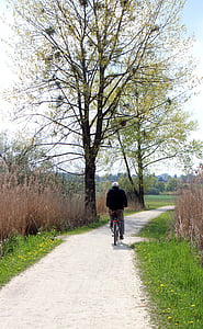 jalgrattatee, jalgratturid, ära, puu, esteetiline, lehed, kevadel