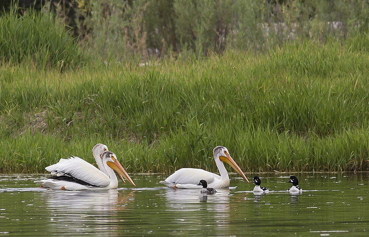 pelikany, pływanie, wody, ptaki, pływające, rzeka Snake, Idaho