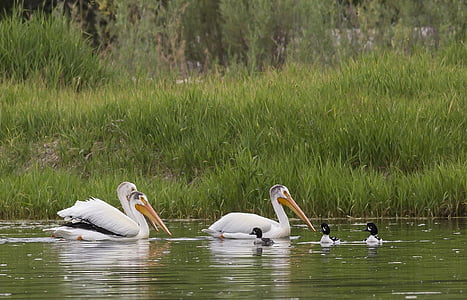 pelikaner, simning, vatten, fåglar, flytande, Snake river, Idaho